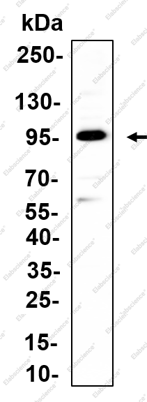 Recombinant ODFP2 Monoclonal Antibody - 1