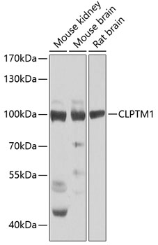 Western blot analysis of extracts of various cell lines using CLPTM1 Polyclonal Antibody at dilution of 1:1000.