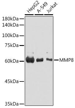 Western blot analysis of extracts of various cell lines using MMP8 Polyclonal Antibody at 1:1000 dilution.