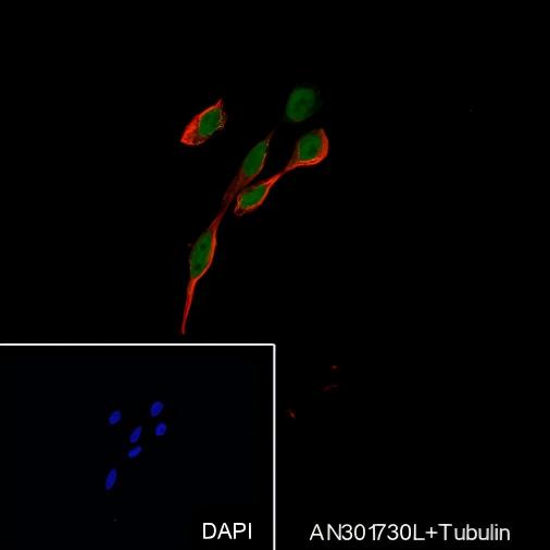 Recombinant Cdc27 Monoclonal Antibody - small - 4