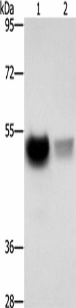 Western blot analysis of Mouse brain tissue PC3 cells  using CREBZF Polyclonal Antibody at dilution of 1:500