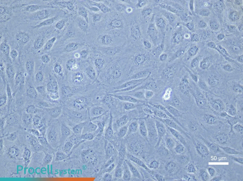Human Intestinal Microvascular Endothelial Cell Complete Medium - 5