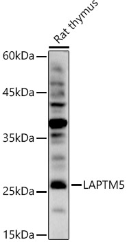 Western blot analysis of extracts of Rat thymus using LAPTM5 Polyclonal Antibody at 1:1000 dilution.