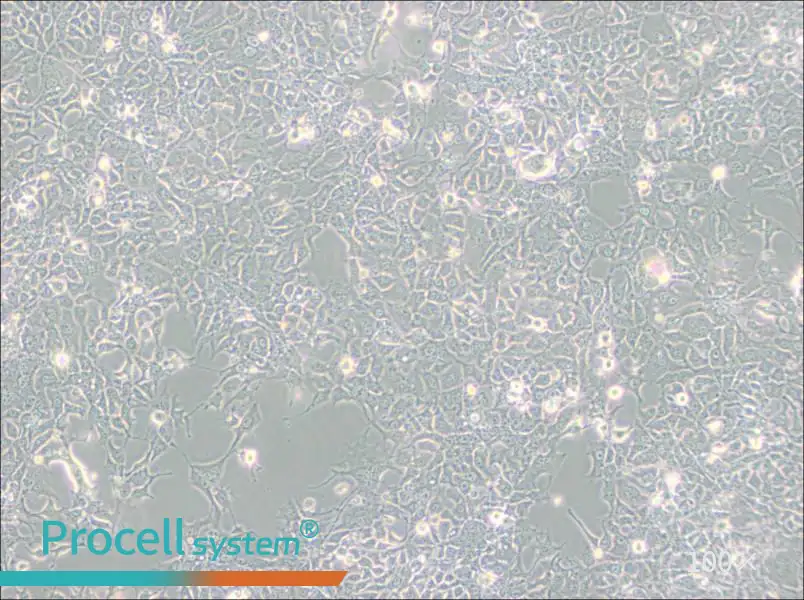 HCC827 Cell Complete Medium - 3