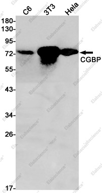Recombinant CGBP Monoclonal Antibody - 1