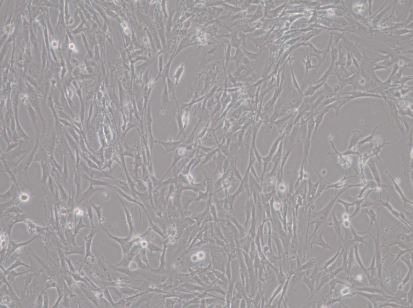 HBZY-1 Cell Complete MediumHBZY-1 Cell Complete Medium - 3
