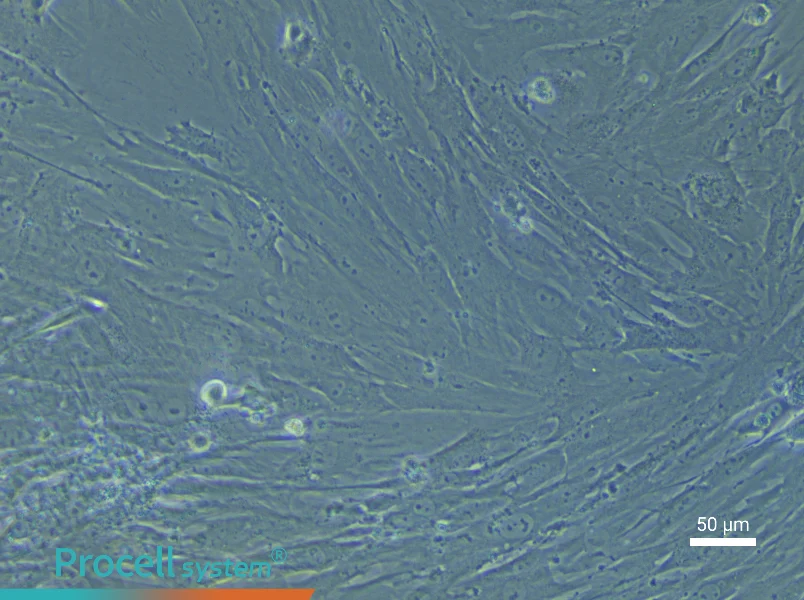 Mouse Periodontal Ligament Stem Cell Complete Medium - 6