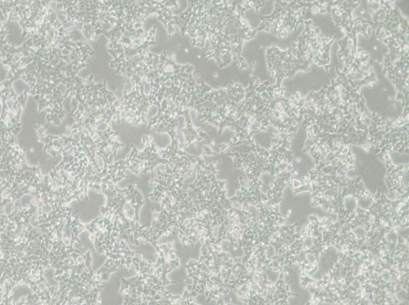 SW620-LUC (DMEM) Cell Complete Medium-searchlist-1