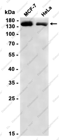 Recombinant Timeless Monoclonal Antibody - 1