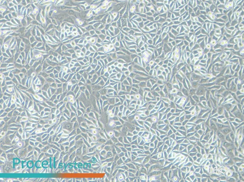 NCTC clone 929 Cell Complete Medium - 3