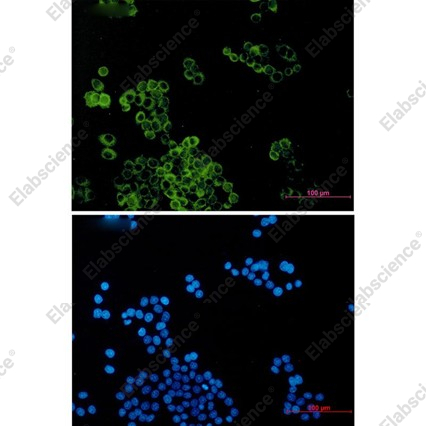 Recombinant Dynein Light Chain Tctex Type 1 Monoclonal Antibody - 4