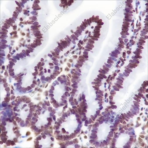Recombinant CENP-A Monoclonal Antibody - 3