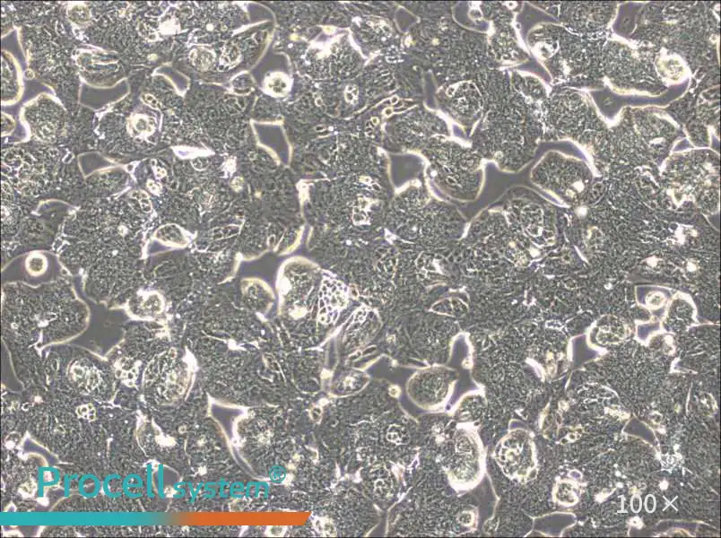 MFE-280 Cell Complete MediumMFE-280 Cell Complete Medium - 2