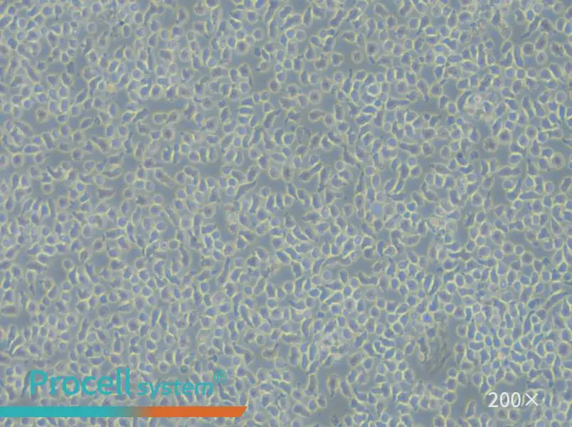 JM-1 Cell Complete Medium - small - 5