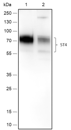 Recombinant 5T4 Monoclonal Antibody-searchlist-1