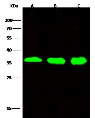 Recombinant STUB1 Monoclonal Antibody - small - 4