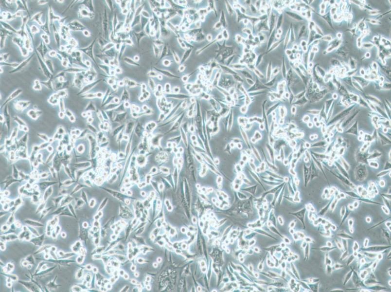 NCI-H1993 Cell Complete Medium-searchlist-1