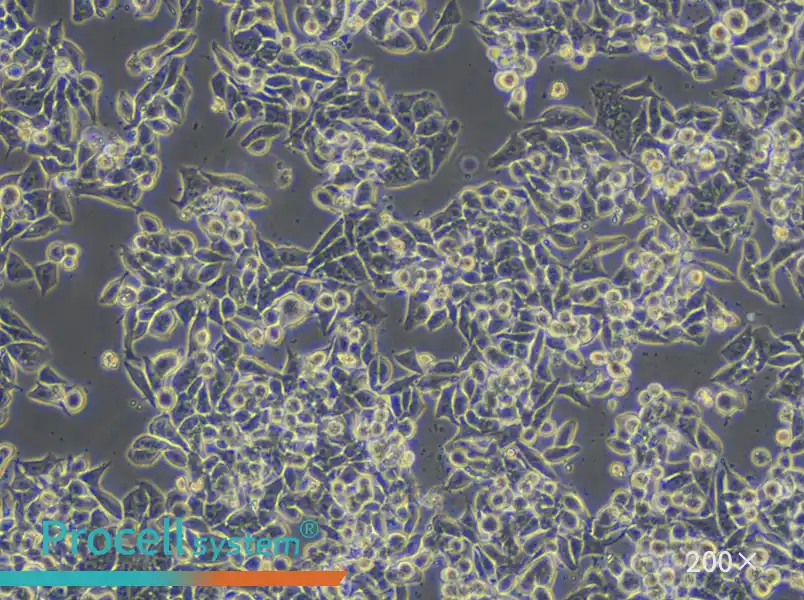 CW-2 Cell Complete Medium - 5