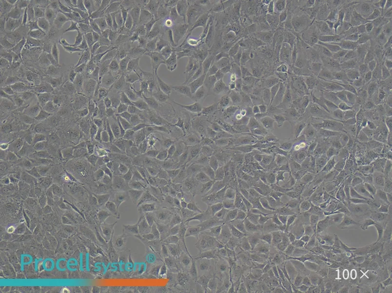 MC3T3-E1 Subclone 14 Cell Complete Medium - 1