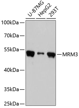 Western blot analysis of extracts of various cell lines using MRM3 Polyclonal Antibody at dilution of 1:3000.