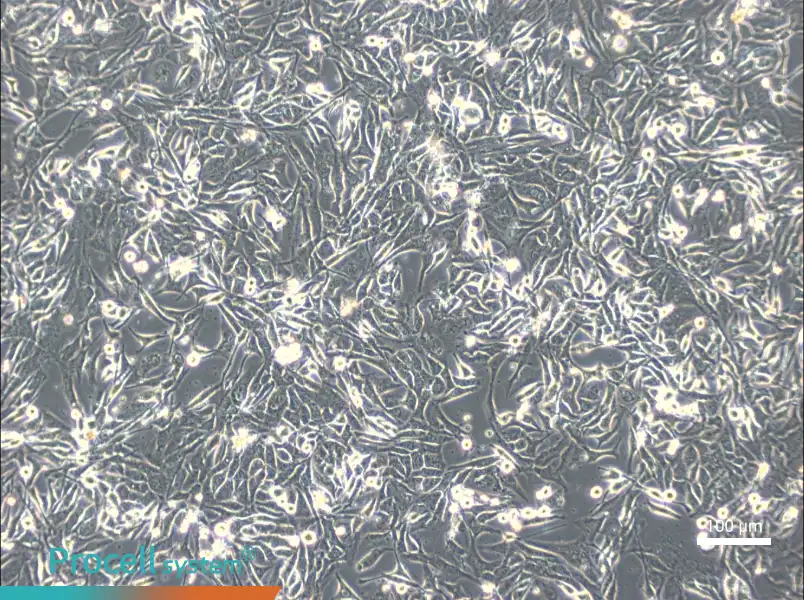 NCI-H596NCI-H596 - 3