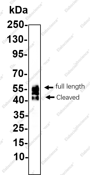 Recombinant Caspase-12 Monoclonal Antibody - 1
