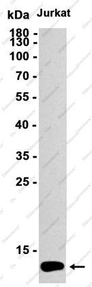 Recombinant UFM1 Monoclonal Antibody - 1