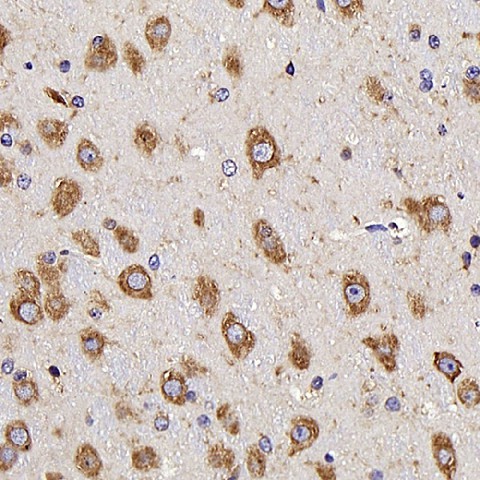 Immunohistochemistry analysis of parafffin-embedded mouse brain  using NTS Polyclonal Antibody at dilution of 1:300.