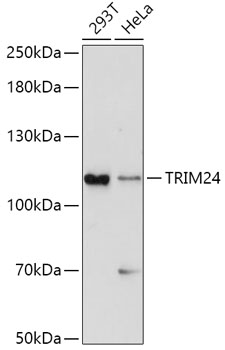 Western blot analysis of extracts of various cell lines using TRIM24 Polyclonal Antibody at dilution of 1:1000.