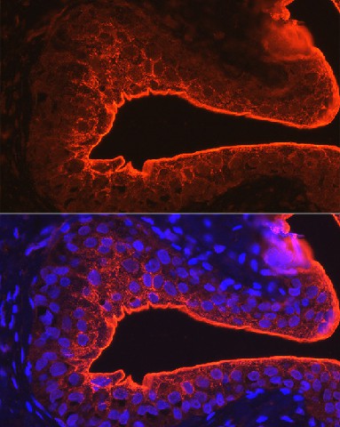 Immunofluorescence analysis of rat bladder using UPK3A Polyclonal Antibody at dilution of 1:100 (40x lens). Blue: DAPI for nuclear staining.