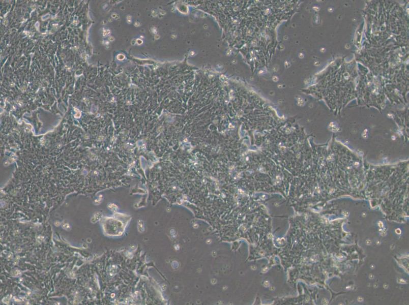 IM95m Cell Complete Medium - small - 8