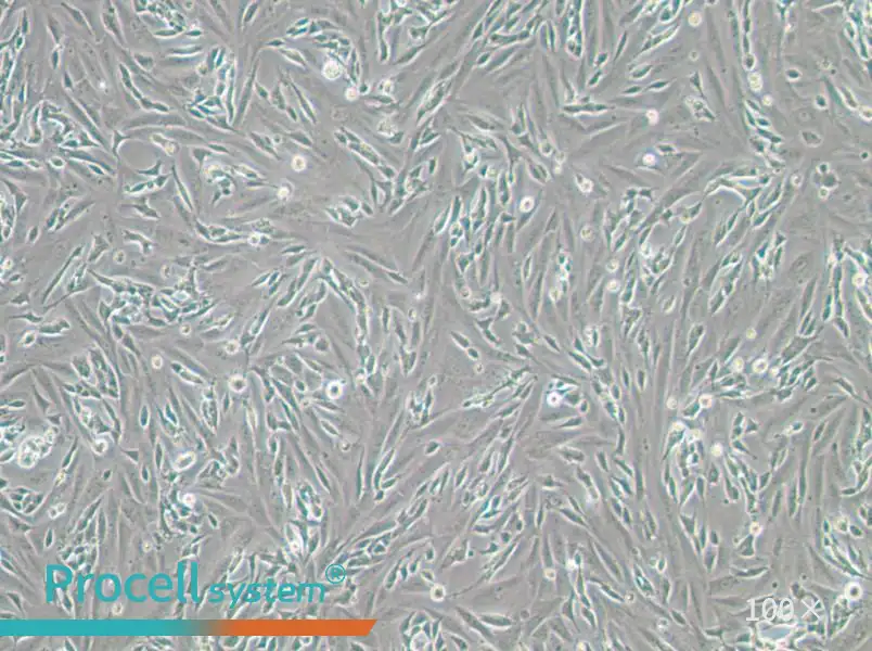 SK-N-SH Cell Complete Medium - 3