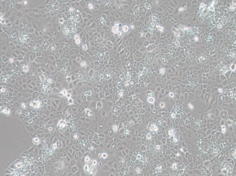 SCC-25 [SCC 25; SCC25] Cell Complete Medium - 2