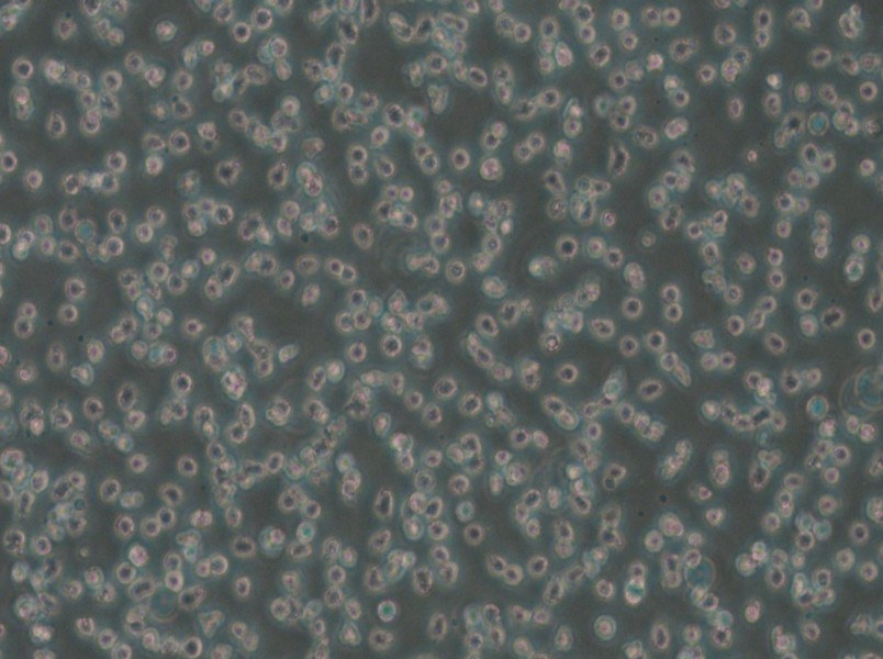 Mino Cell Complete Medium - small - 6