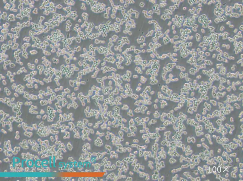 RAW 264.7-EGFP Cell Complete MediumRAW 264.7-EGFP Cell Complete Medium - 2