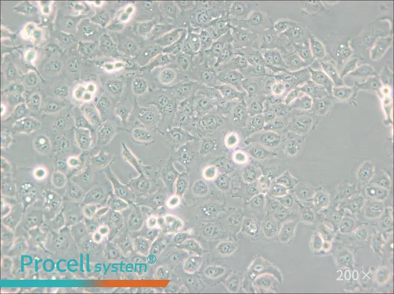 KYSE-150 Cell Complete Medium - 6