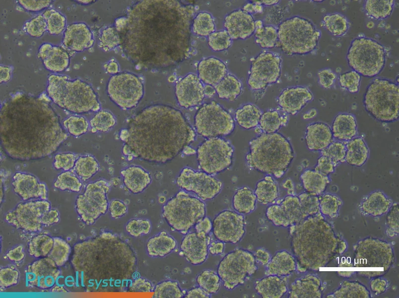 Mouse Enteric Neural Crest-Derived Stem Cell Complete Medium - 2