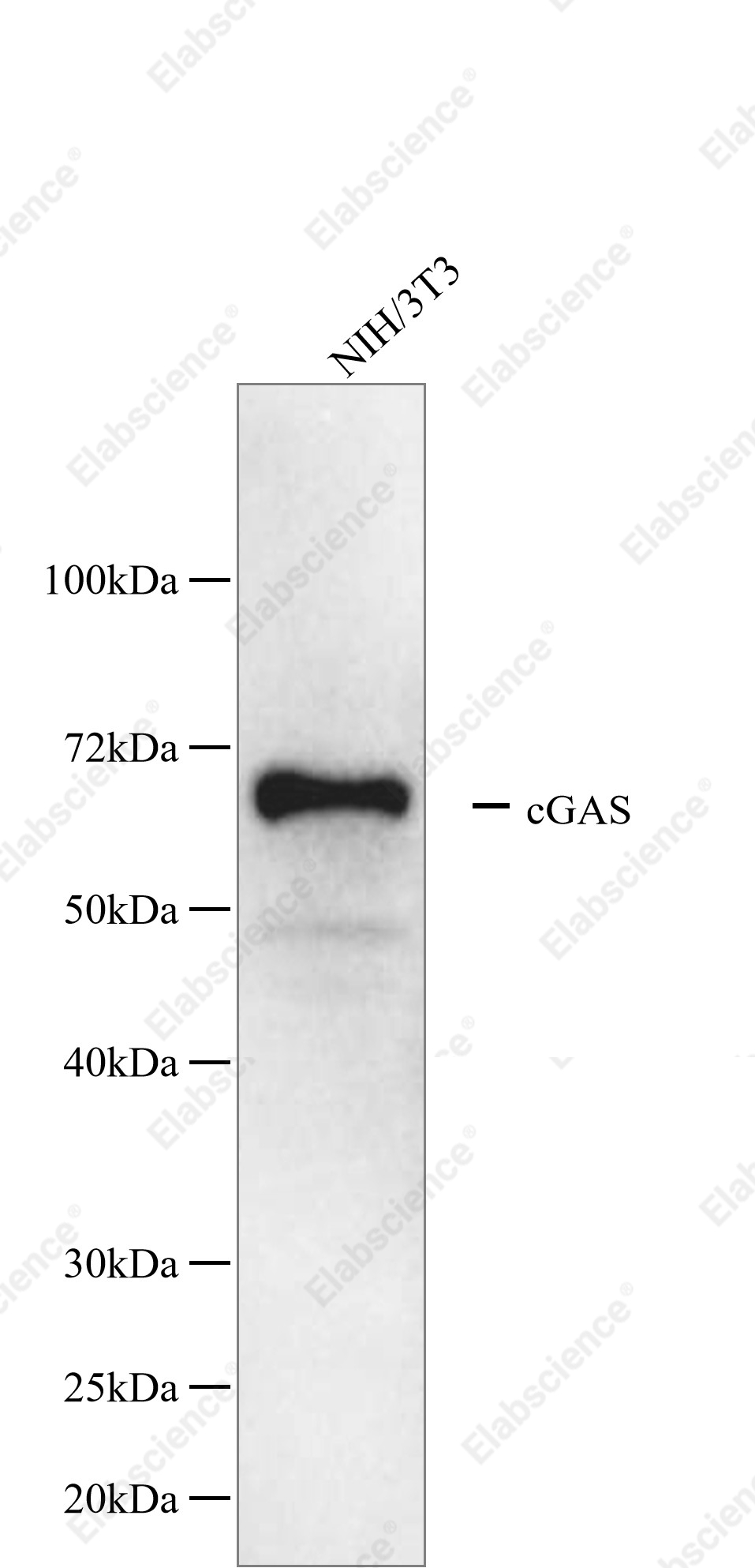 Recombinant cGAS Monoclonal Antibody - 1