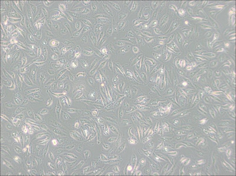 Caki-1 Cell Complete Medium - 3