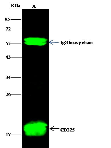 Recombinant IFITM1 Monoclonal Antibody - small - 2