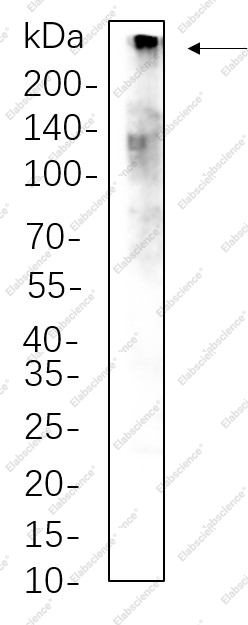 Recombinant CREBBP Monoclonal Antibody - 1