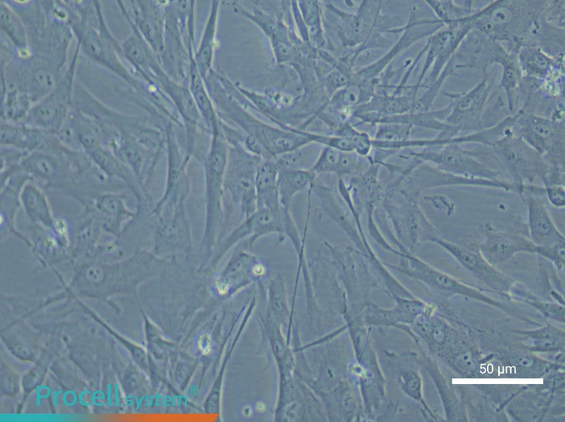 Human Umbilical Cord Mesenchymal Stem Cell Complete Medium - 4