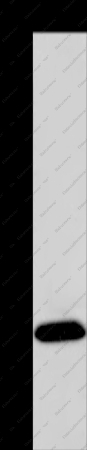 KCNMB4 Polyclonal Antibody - 1
