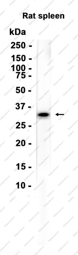 Recombinant CD16a Monoclonal Antibody - 1