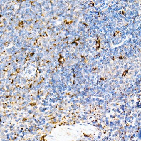 Immunohistochemistry of paraffin-embedded mouse spleen using [KO Validated] PSAP Polyclonal Antibody at dilution of 1:50 (40x lens).Perform high pressure a