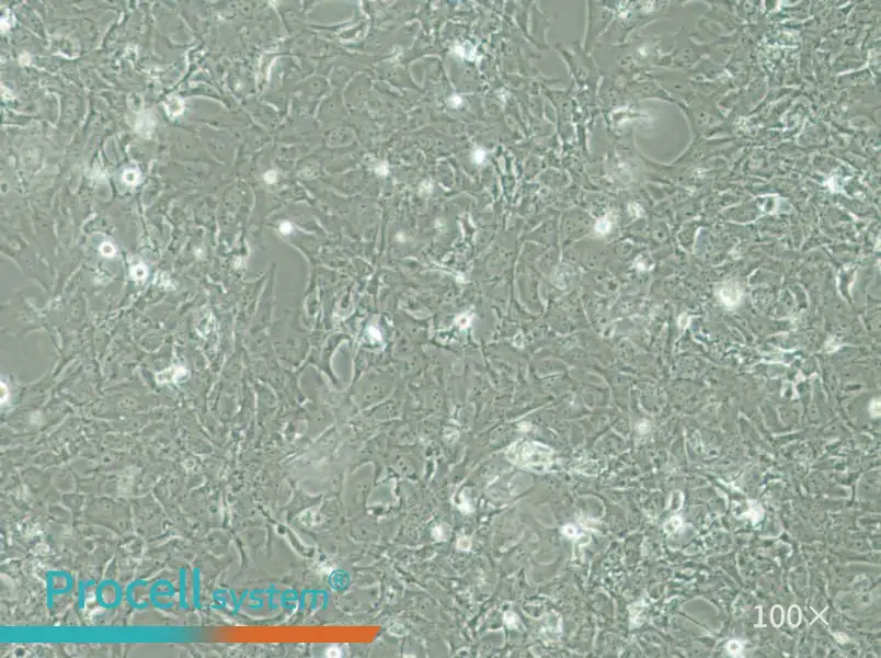 HCC38 Cell Complete Medium - 2