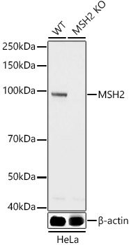 Western blot analysis of extracts from wild type(WT) and MSH2 knockout (KO) HeLa cells using MSH2 Polyclonal Antibody at 1:1000 dilution.