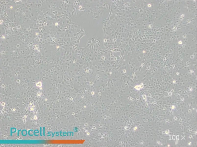 HaK Cell Complete MediumHaK Cell Complete Medium - 2