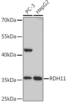 Western blot analysis of extracts of various cell lines using RDH11 Polyclonal Antibody at1:1000 dilution.