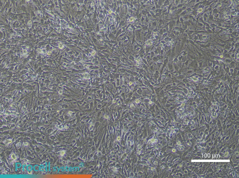Rat Astrocyte Complete Medium - small - 4